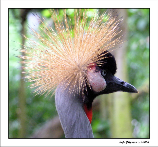 2005 - 06 - Jurong Birdpark 34.JPG